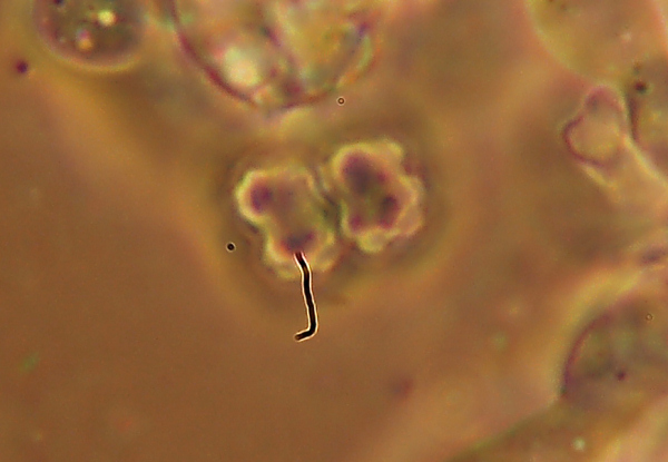 Poliporacea isolata. (Boletopsis leucomelaena)